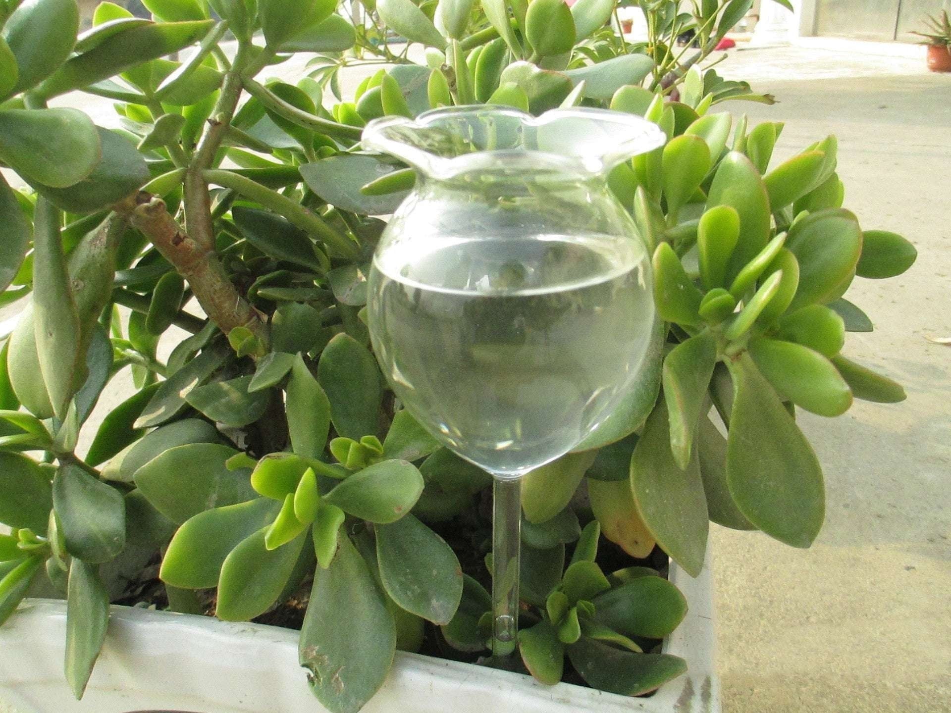 Automatic Watering Glass, Flower Watering Globe, Plant Watering Bulbs - available at Sparq Mart