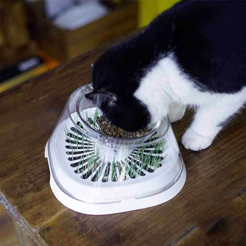 cat drinking bowl, ergonomic cat bowl, slanted cat dish - available at Sparq Mart